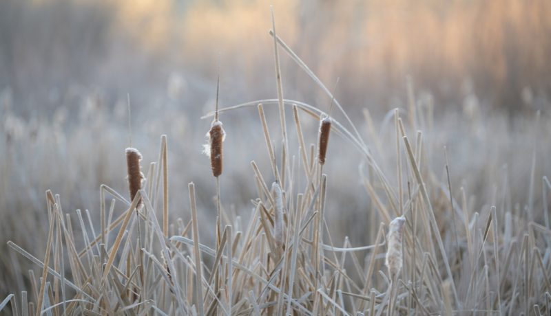 The Politics of Carbon Pricing in Canada