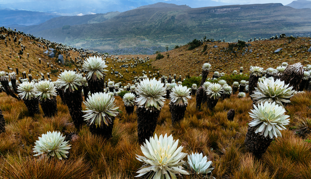 Key Outcomes of COP16