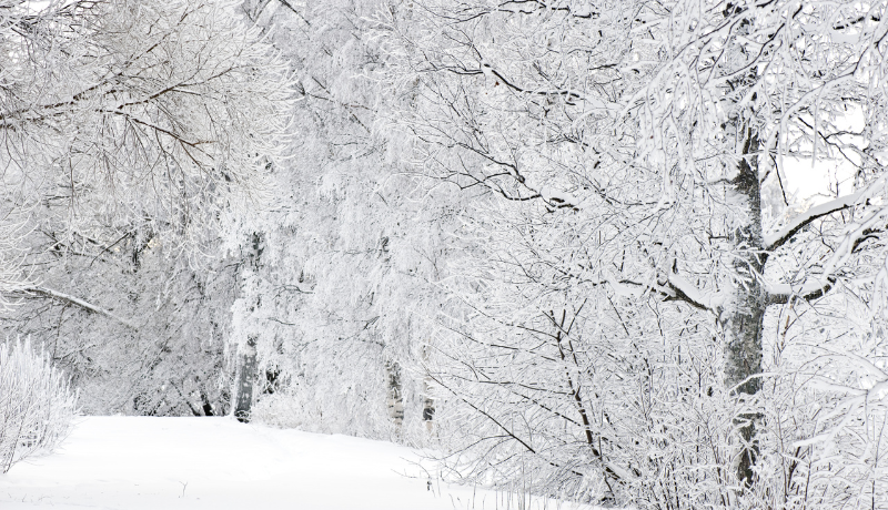 Davos 2025: Impacts on the Voluntary Carbon Market 